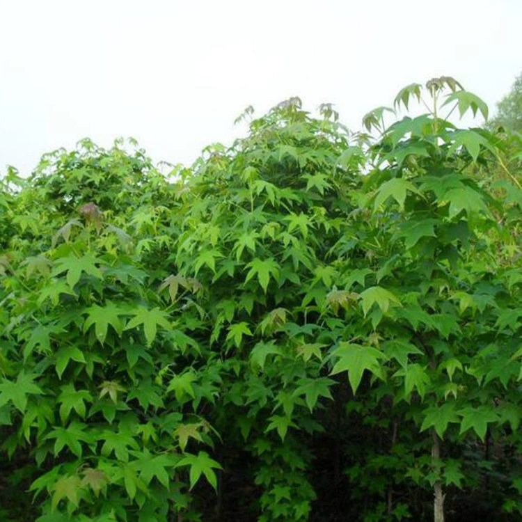 Liquidambar, дерево Liquidambar, инженерные зеленые саженцы, North American Liquidambar, саженцы Liquidambar с полными характеристиками и отличными ценами