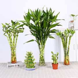 富贵竹水培植物盆栽花卉绿植室内花客厅水养绿萝大叶转运竹节节高