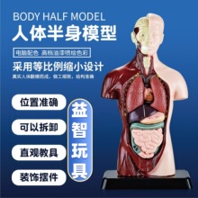 儿童早教益智人体器官骨骼手工拼装模型中小学生科教玩具装饰摆件