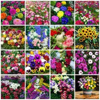 Семена цветов Посев четыре сезона, цвести, цвести, цвести, космос, семена балкона, цветы, семена