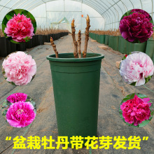 牡丹花苗中苗发货木本花卉客厅盆栽美观观赏阳台办共桌网红植物