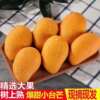 Hainan Small farmer Mango fresh fruit One piece On behalf of Mango Full container