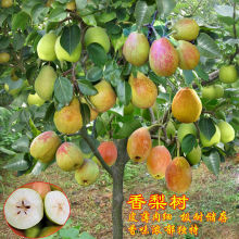 嫁接梨树苗新疆香梨树苗库尔勒香梨苗盆栽地栽当年结果南北方种植