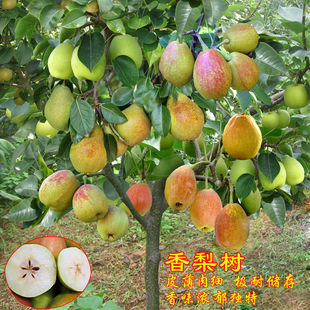 �޽�������½��������젖�����������Ե��Ԯ���Y���ϱ����Nֲ