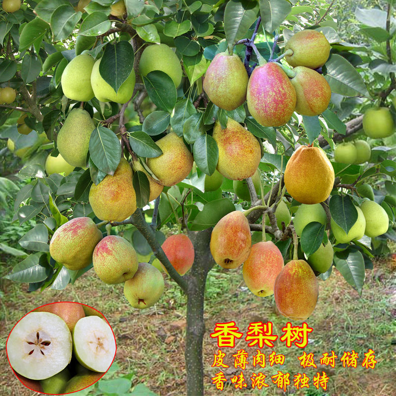 嫁接梨树苗新疆香梨树苗库尔勒香梨苗盆栽地栽当年结果南北方种植
