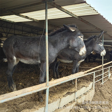 哪里有卖纯种德州驴的 德州小驴苗 纯种德州驴 成活率高 包运输