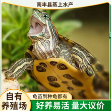 乌龟活物巴西龟小乌龟活体观赏宠物龟大乌龟水龟红耳龟活物情侣龟