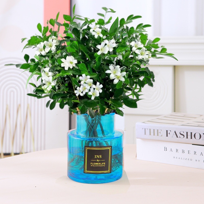 [신수경재배] 15~20CM 구리향 15~20그루(파란색 유리병) 선정, 크리스탈머드+영양액 증정