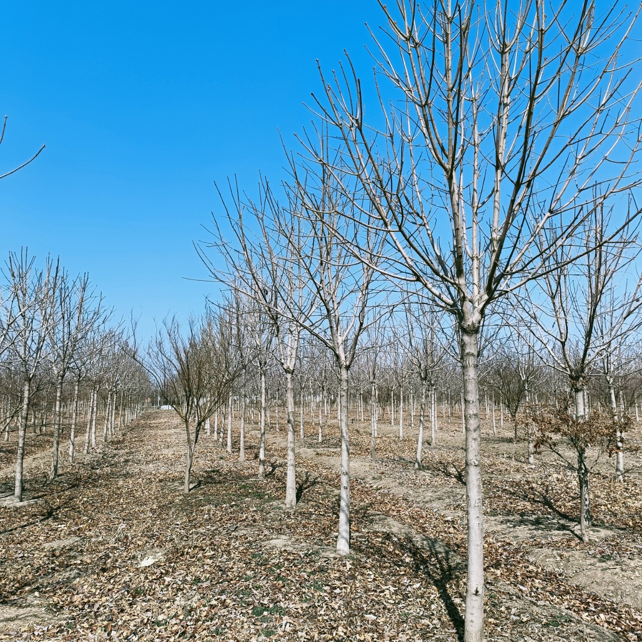 批发 七叶树 绿化工程绿化苗木 七叶树 出售 规格多样苗圃现场看