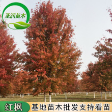 现挖现卖中国红枫树苗红枫树基地批发园林工程绿化苗木