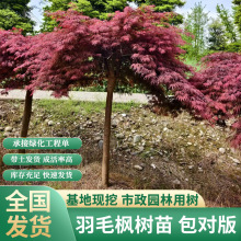 苗圃红羽毛枫外山红舞姬舞孔雀金隐约旦夏金金线盆栽庭院花园植物