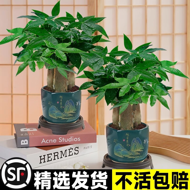 The rich tree small potted office desktop hydroponic green plant flower station plant four seasons good to feed indoor flowers