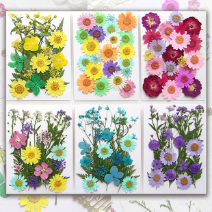 Dried Flower Embossed Material Bag Photo Diy Baffle Bookmark Dropping Glue Dried Flower Petal Mobile Phone Case Leaf Plant Specimen
