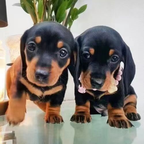 Customized Dachshund Puppy Purebred Live Dachshund Dog Pet Dog Dachshund Puppy Short Hair Dog Domestic Dachshund Dog Wax