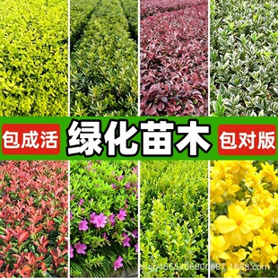 �G����ľ�t�~ʯ骼t���^ľӭ����ë���N������S���ľ�ͺ�������