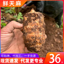 С݉ηҰrYͨFڰl^ʹؼ