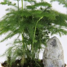 微景观背景植物 造景文竹 室内创意小盆栽 基地批发