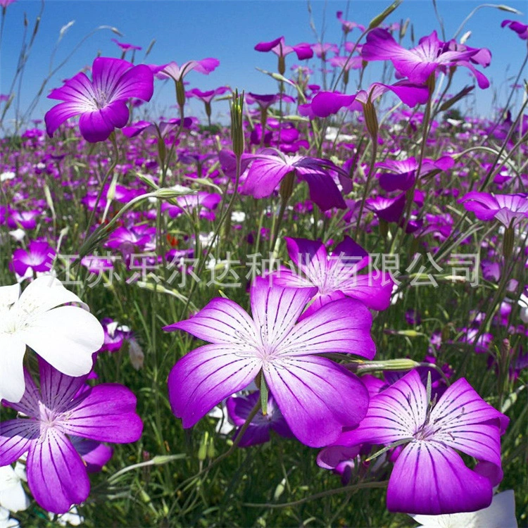 Оптовые Семена Травы Maixianweng Семена Горшечный Сад Дикий Цветок Maixianweng Четыре Сезонного Посева Многолетний Маленький Цветочный Горшок