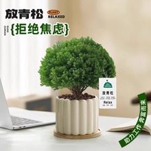放青松绿植雾松室内小盆栽雾凇办公室桌面放轻松植物摆件四季好养