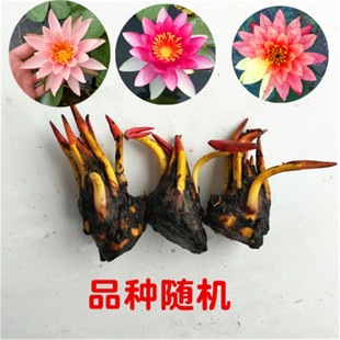 Wholesale Four-Season Aquatic Plants Large Water Lilies Multi-Color Root Block Hydroponic Water Lilies Flower Rhizome Pond Potted Water Lilies