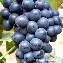 摩尔瓦多茉莉香妮娜皇后女巫七星女王葡萄苗苗树苗爬藤蓝宝石葡萄