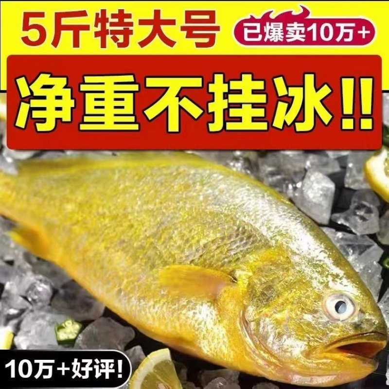 大黄花鱼整箱东海新鲜大黄鱼鲜活冷冻海鲜水产海鱼类生鲜一件代发