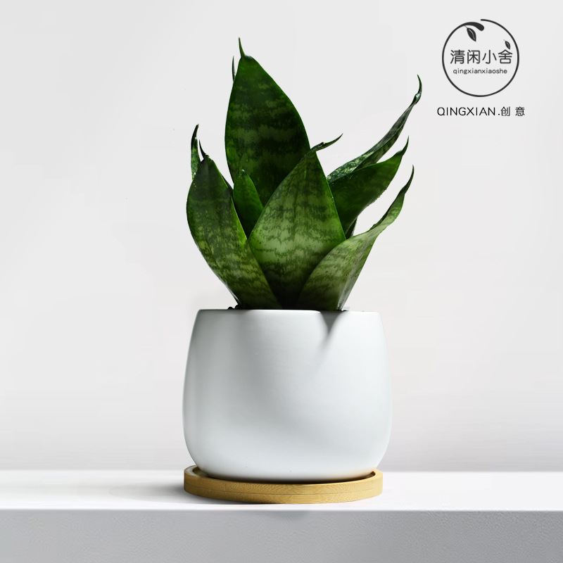 planta verde de orquídea de tigre, planta de aire purificado interior, orquídea de tigre, resistencia a la sombra, buena conservación de orquídea holandesa, planta de mesa en maceta