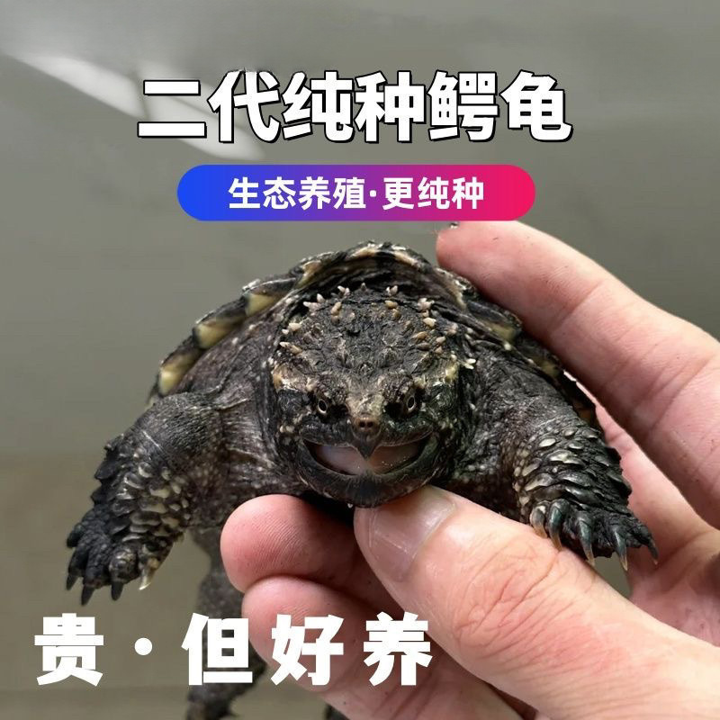 北美小鳄龟苗活物宠物龟观赏龟杂佛食肉龟水龟外塘凶猛小商行