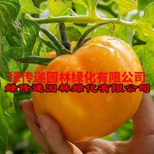 东北大黄柿子种籽五原沙瓤西红柿种子春季阳台菜园水果蔬菜番茄孑