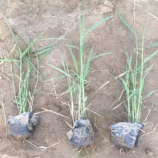 �������l �JȔ�� ����������ˮ��ֲ�� �˹���ؾG���JȔ