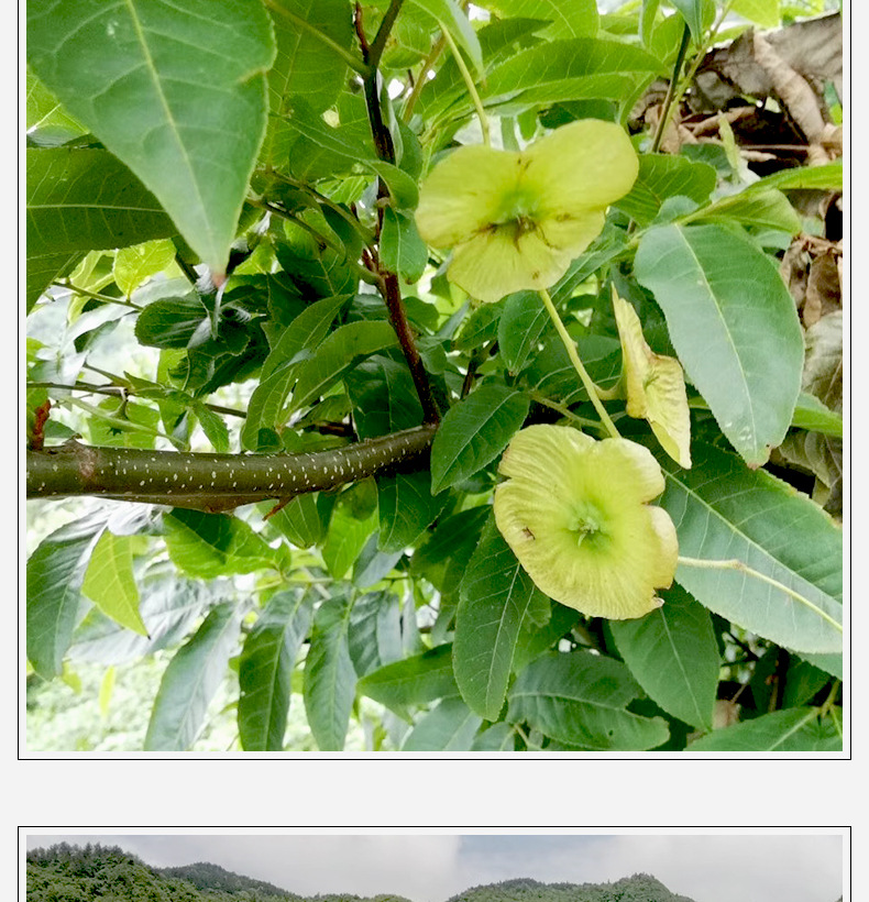 Guava Leaf Tea 番石榴叶 Fan Shi Liu Ye Dried Herbal Tea Leaves 500g for Daily Brew preparation