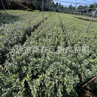 ���l��߅�S�� ��߅�S��� ���l�r�� ؛Դ����