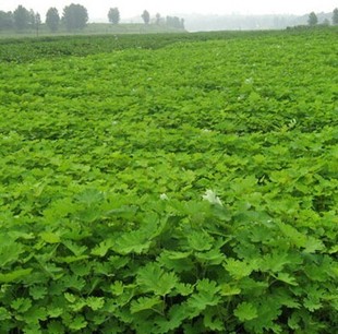 ����طN�� Ͳ�ݷN�� �����ș�ķN�Ӵ����F؛���l�ݱ��в�ș