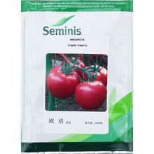 歐盾番茄種子進口大粉果番茄高產不裂果大棚種植高產抗病耐寒種籽