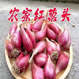 【首单直降】四川红葱头铁葱火葱自家种盆栽种植四季小香葱红头葱-阿里巴巴
