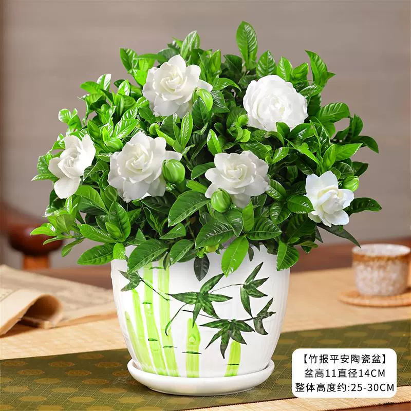 Гардения в горшках, двор, внутренний балкон, цветы и зеленые растения с сильным ароматом, бутоны и горшки, можно обрезать и легко ухаживать.