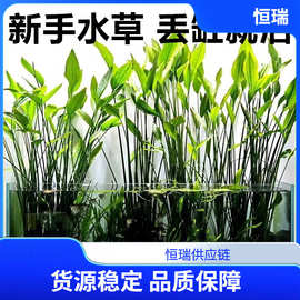 阿根廷皇冠鱼缸造景九冠水草大叶细叶铁皇冠挺水植物水上阴性淡水