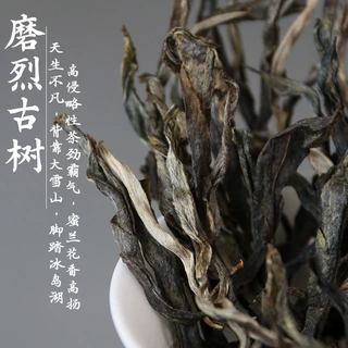 2026年勐库磨烈古树生普临沧茶区古树普洱茶蜜兰香500g散茶叶批发