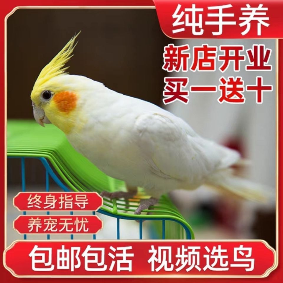 living thing Cockatiel living thing parrot speak Pet birds Watch Cockatiel Yellow Original Gray pearl