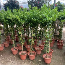 �Y�����ʘ����԰��]�̨������������ͥԺ�Gֲˮ����Gֲ�҃�ֲ��