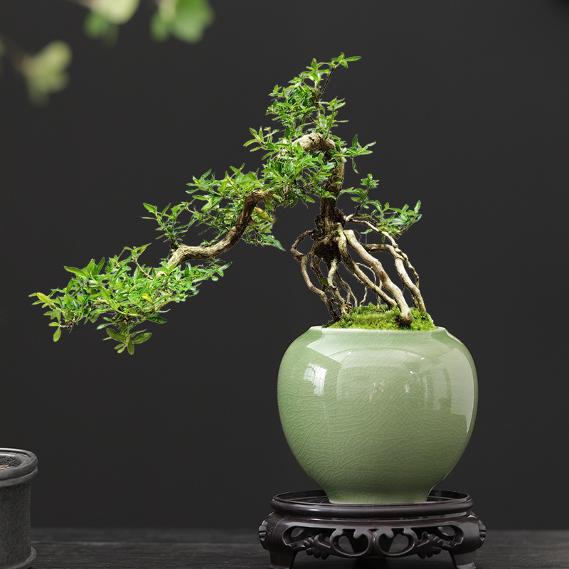 Chinese Style Snowflake Pot Ceramic Small Caliber Indoor Good-growing Green Planting Flower Pot Office Tea Table Creative Ornaments Tea Room