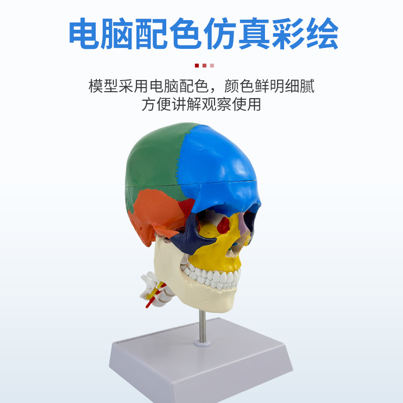 ��ɫͷ�Ǵ���׵����ģ������ͷ­�� ɫ�Է��� 1��1��ɫ��������