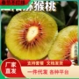 四川蒲江嫁接耐寒果苗