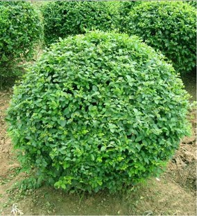 ����������Ҏ��60-150���ֵĺ���С�~Ůؑ��С�~Ůؑ��G�h