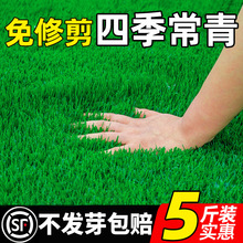草坪草籽四季常青护坡狗牙根马尼拉剪股颖庭院绿化黑麦草草皮种子
