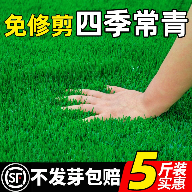 Газон семена травы четыре сезона вечнозеленый