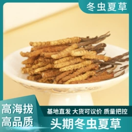 石斛/枫斗;其他滋补;其他五谷杂粮