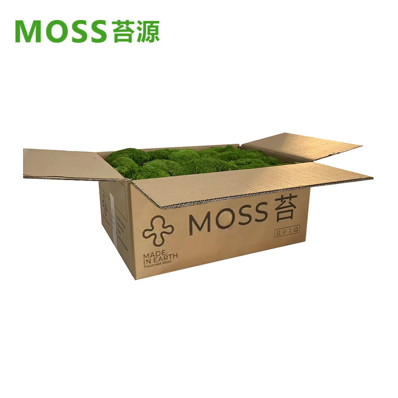 Musgo inmortal pelo blanco musgo gris grande planta verde pared flor seca Fondo pared planta pared musgo fuente