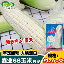 嘉业68玉米种子 糯香白玉米种子 大穗鲜食香玉米种籽 大田苞米籽