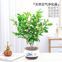 含笑花苗盆栽 香妃树苗芳香植物耐寒四季常青 庭院阳台室内外含笑
